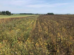 A check strip on left where the Weed Zapper was not used—visible effects on weeds apparent on the right side 