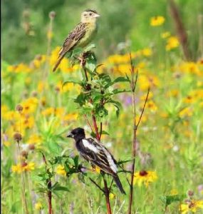 Male and female bobolink in a restored grassland