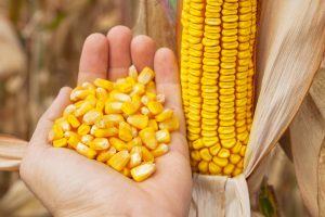 Hand holding corn kernels next to dried corn cob