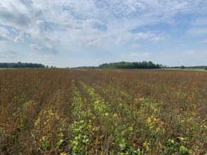 An example of the "zapped" weeds above the soybean canopy