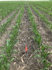 Corn field interseeding cover crop