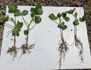 Innoculated (right) vs. non-innoculated beans (left)