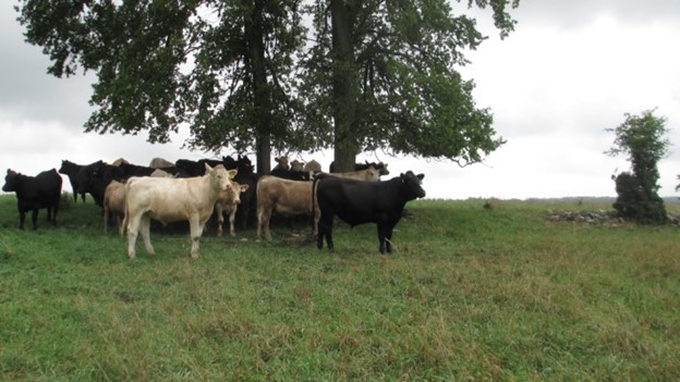 Cattle grazing in field