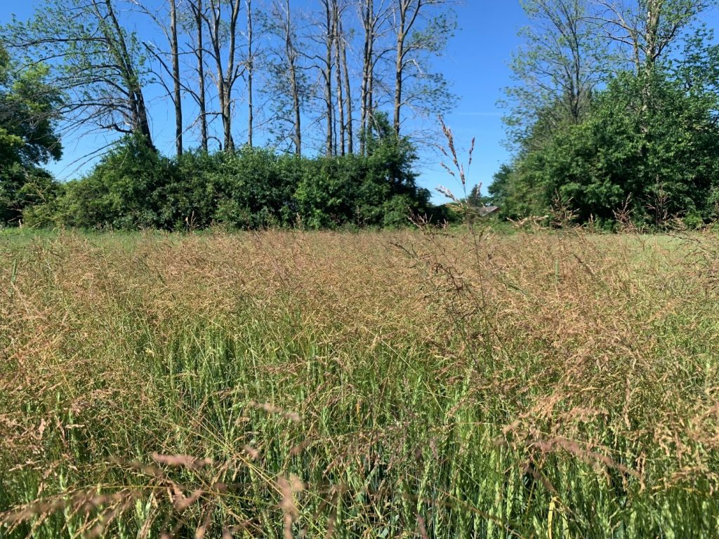 A dense stand of bluegrass competing with winter wheat
