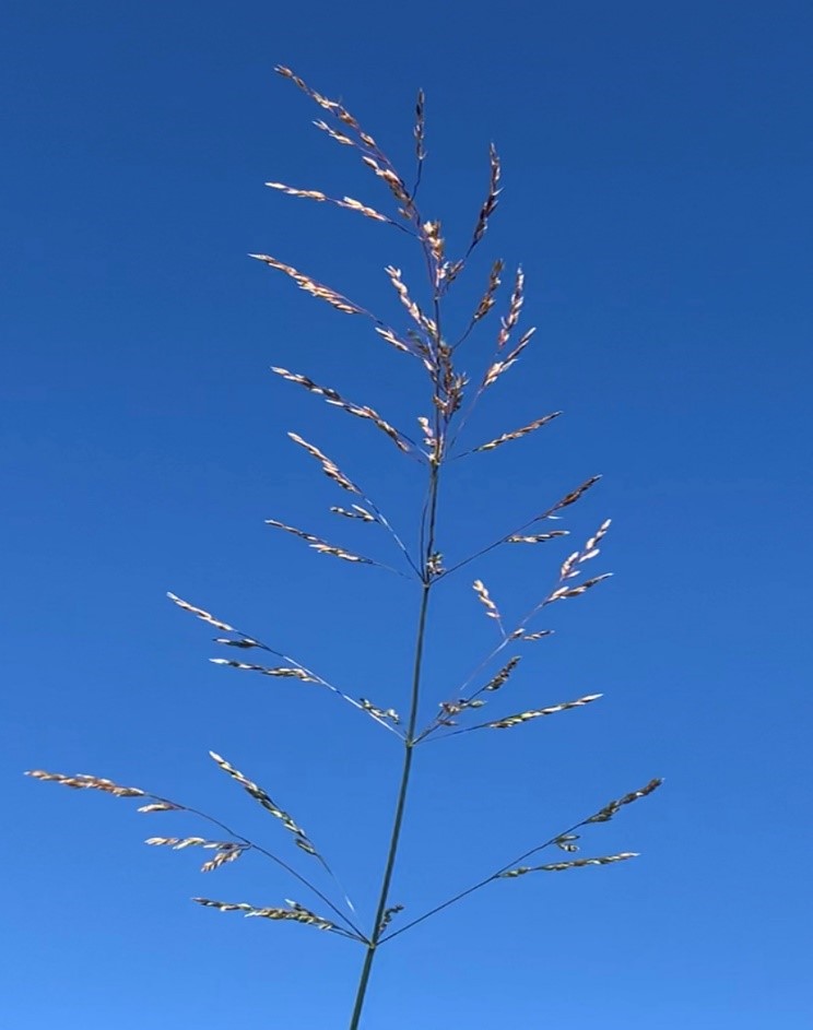 A close-up of the open panicle of roughstalk bluegrass
