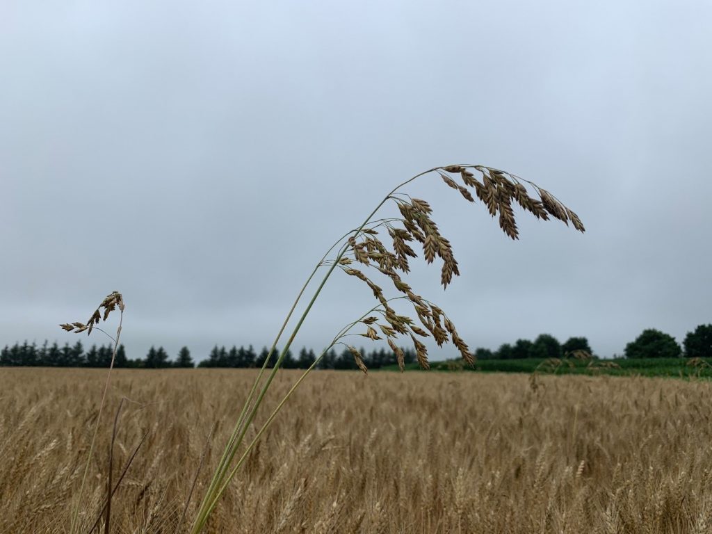 seed head of chess grass that extends beyond the winter wheat canopy