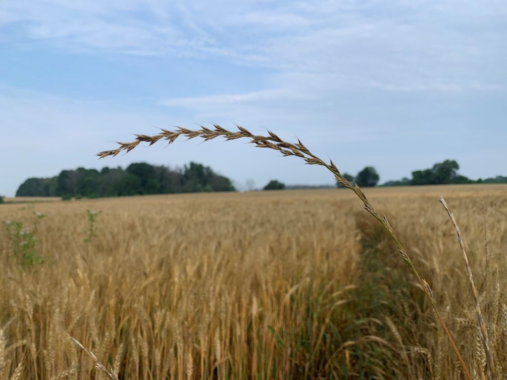 “spike” seed head with distinctive short awns of annual/Italian ryegrass