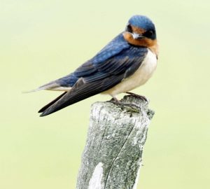 Barn Swallow