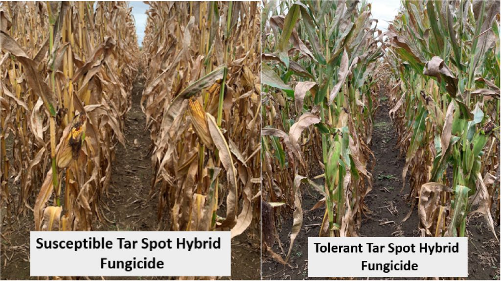 Difference between susceptible and tolerant hybrid tar spot control with fungicide