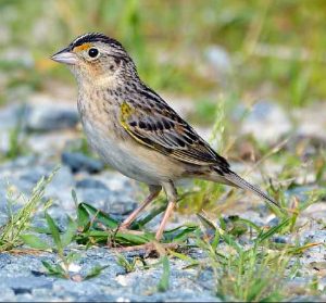 Grasshopper Sparrow