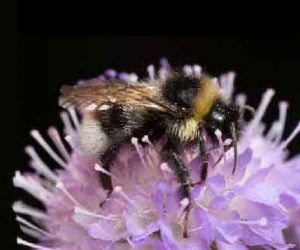 Gypsy Cuckoo Bumble Bee