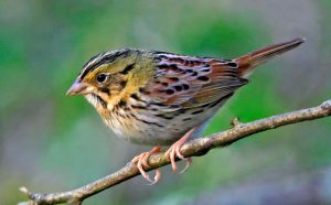 Henslow’s Sparrow