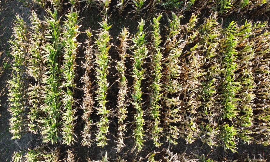 2020 Hybrid Screening Trial in Rodney, Ontario