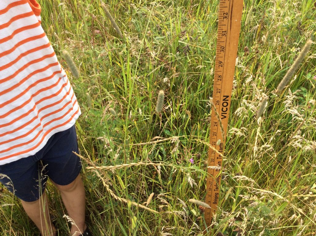 Measuring height of hayfield