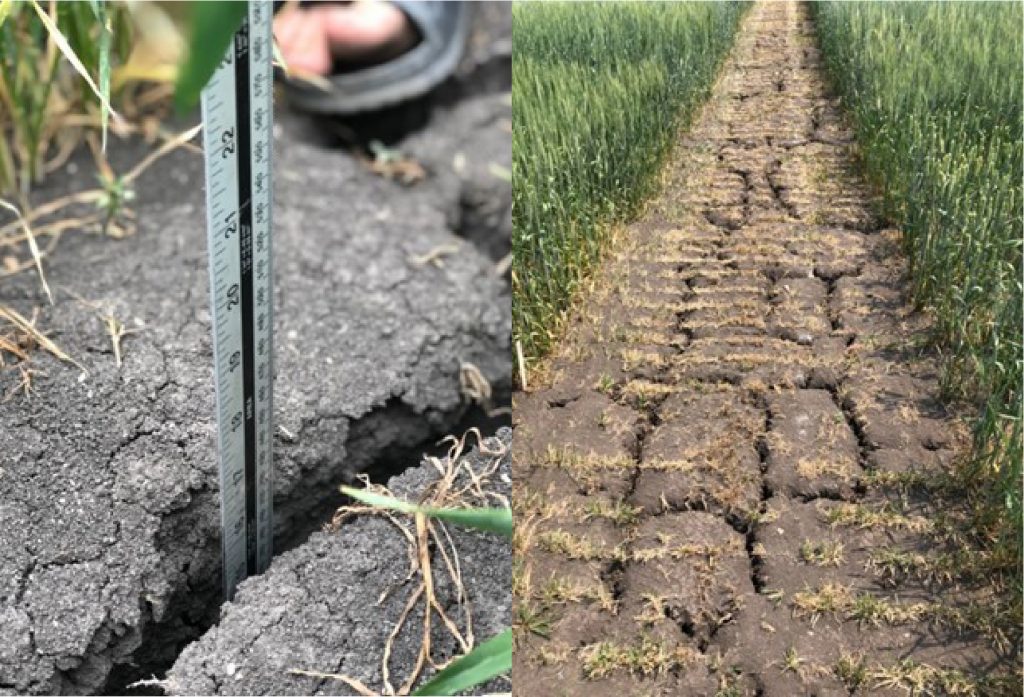 severe drought field images