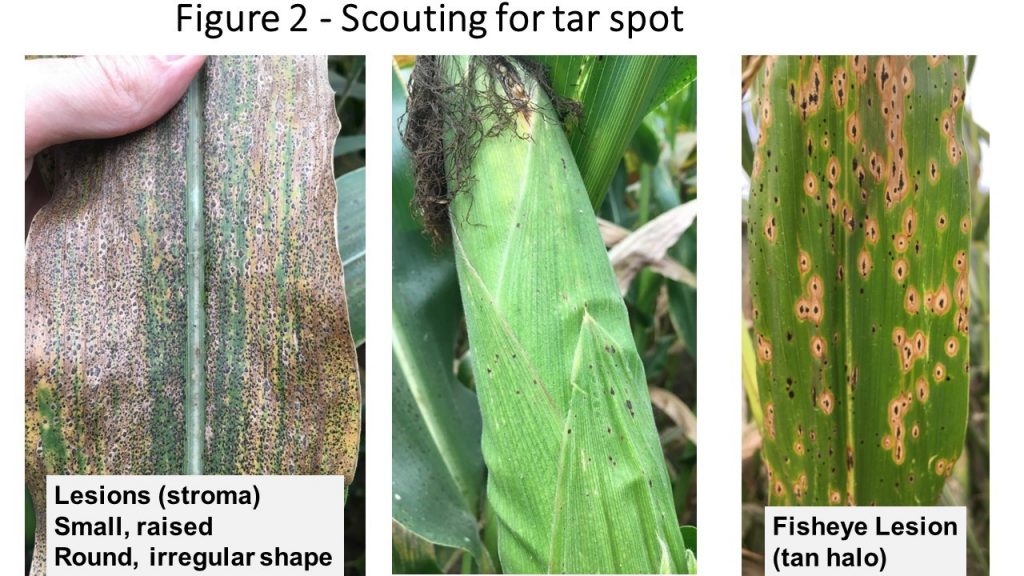 Scouting for Tar Spot
