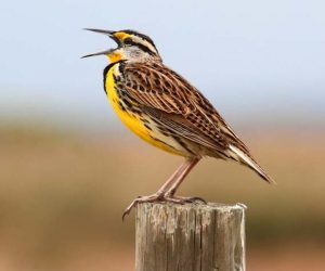 Eastern Meadowlark