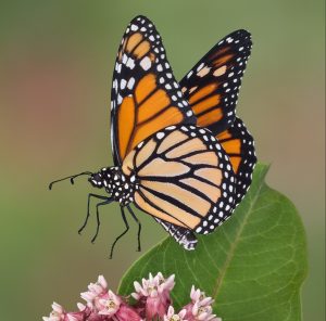 Monarch Butterfly