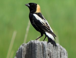 Male Bobolink on fence post