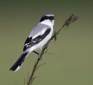 Loggerhead Shrike
