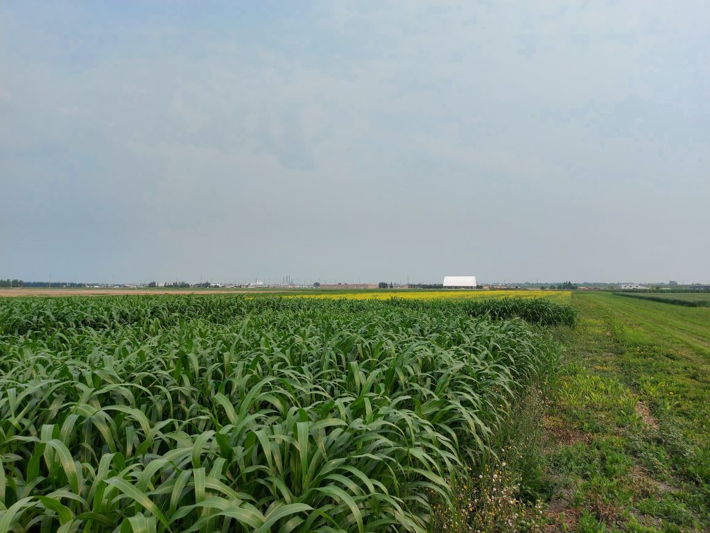 Sorghum-Sudan grass grows at Ontario Crops Research Centre – New Liskeard and used to foster and collect mycorrhizal fungi for use in testing