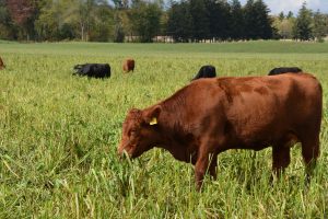 Cattle grazing on cover crop pasture, fall 2021