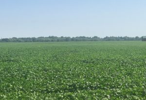 Figure 3. Same field as Figure .2 but the plants have turned dark green. (July 21,2021)