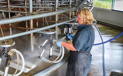 Woman using pressure washer in dairy barn