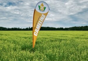 (Smart Earth Camelina - Carlene Sarvas photo – The Western Producer)